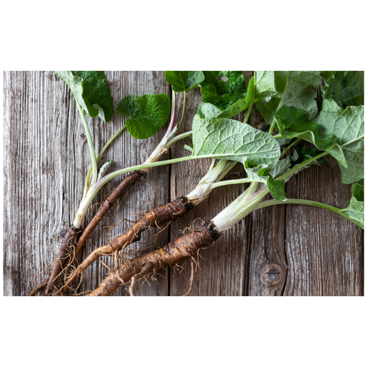 The Healing Power of Burdock Root in Skincare