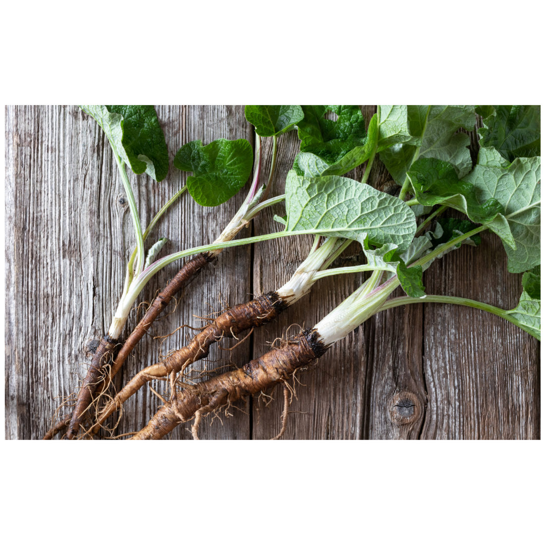 The Healing Power of Burdock Root in Skincare