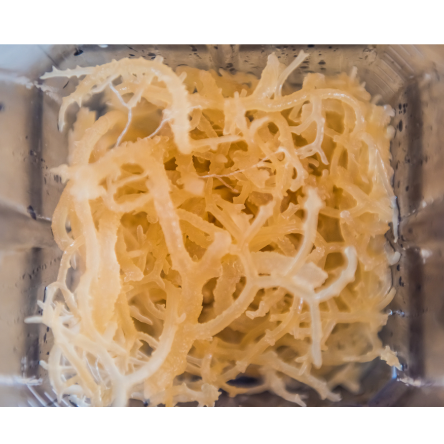 Discover the Wonders of Sea Moss for Your Skin