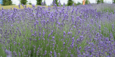 Embracing Nature: The Essential Elements of Natural Skin Care