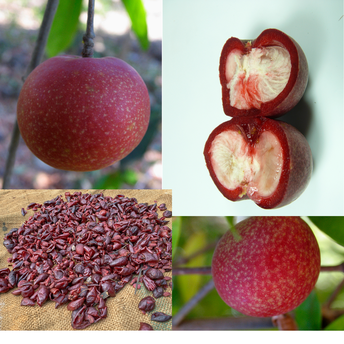 Harnessing the Healing Power of Kokum Butter for Eczema-Prone Skin